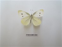 藏品(白粉蝶)的圖片